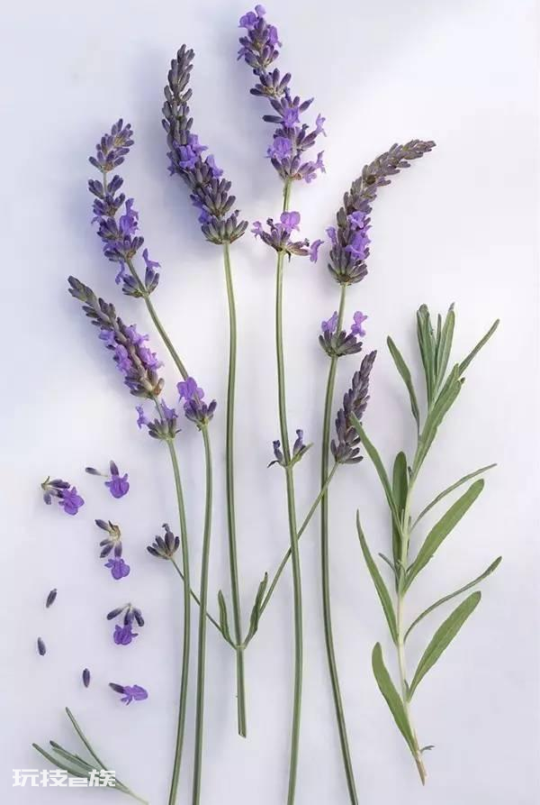 什么花香好闻又清香(室内这7种花香味好闻还好养)-图片7